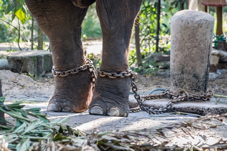 Captive elephant in chains at an elephant camp in Guruvayur in Kerala to be used for temples and religious festivals