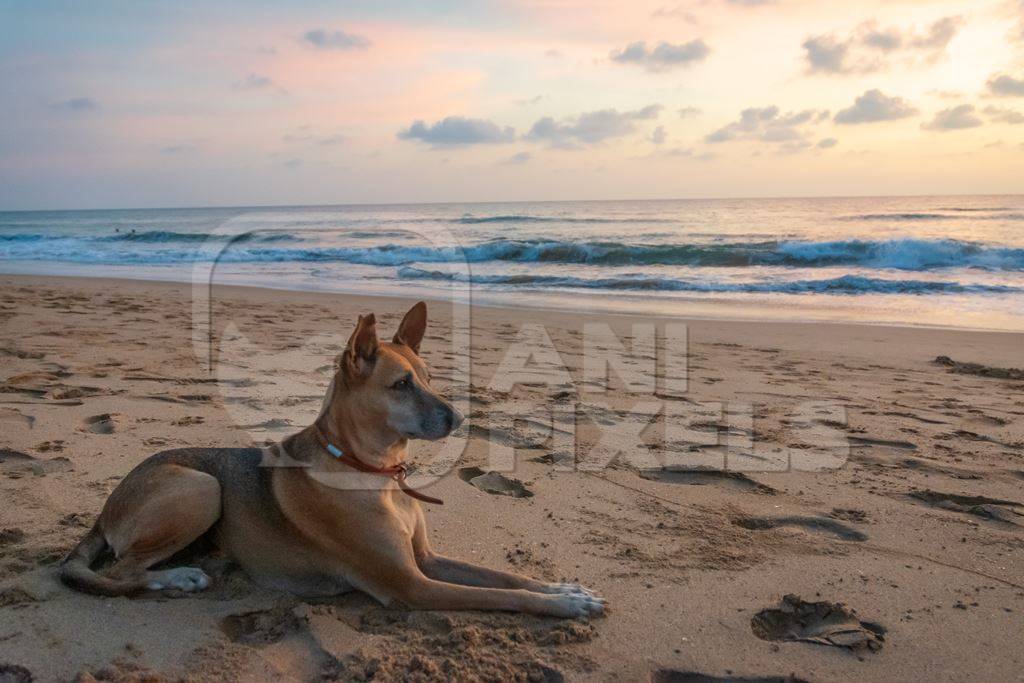 Beach dog on sandy beach in Goa also stray dog or street dog