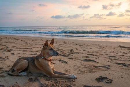 Beach dog on sandy beach in Goa also stray dog or street dog