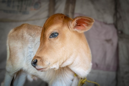 Cute brown Indian calf tied up at Sonepur cattle fair or mela in Bihar, India