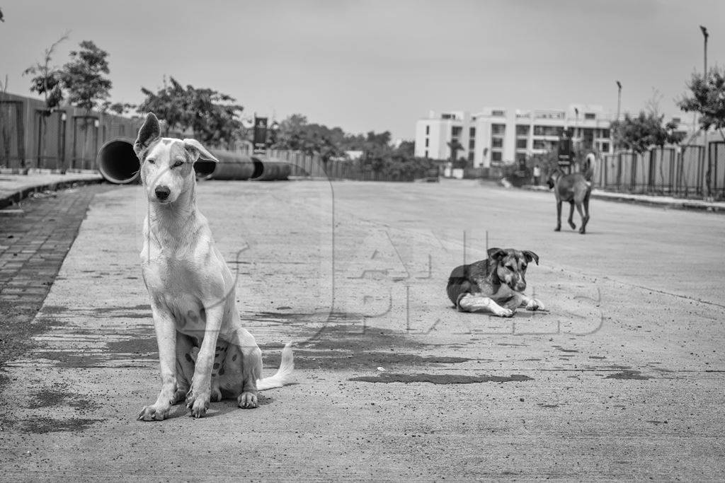 Stray street dogs on road in black and white in urban city