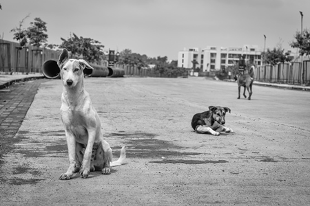 Stray street dogs on road in black and white in urban city