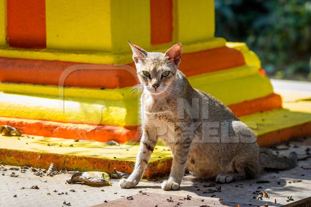 Indian street cat or stray cat with orange and yellow shrine, Malvan, Maharashtra, India, 2022