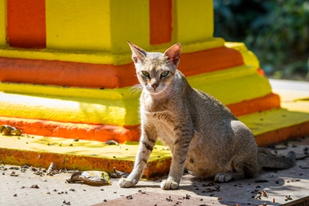 Indian street cat or stray cat with orange and yellow shrine, Malvan, Maharashtra, India, 2022