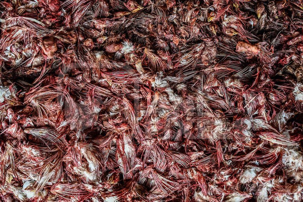 Top view of a pile of Indian broiler chicken wings and beaks with blood at Ghazipur murga mandi, Ghazipur, Delhi, India, 2022