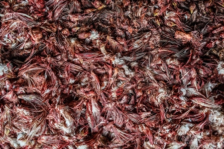 Top view of a pile of Indian broiler chicken wings and beaks with blood at Ghazipur murga mandi, Ghazipur, Delhi, India, 2022