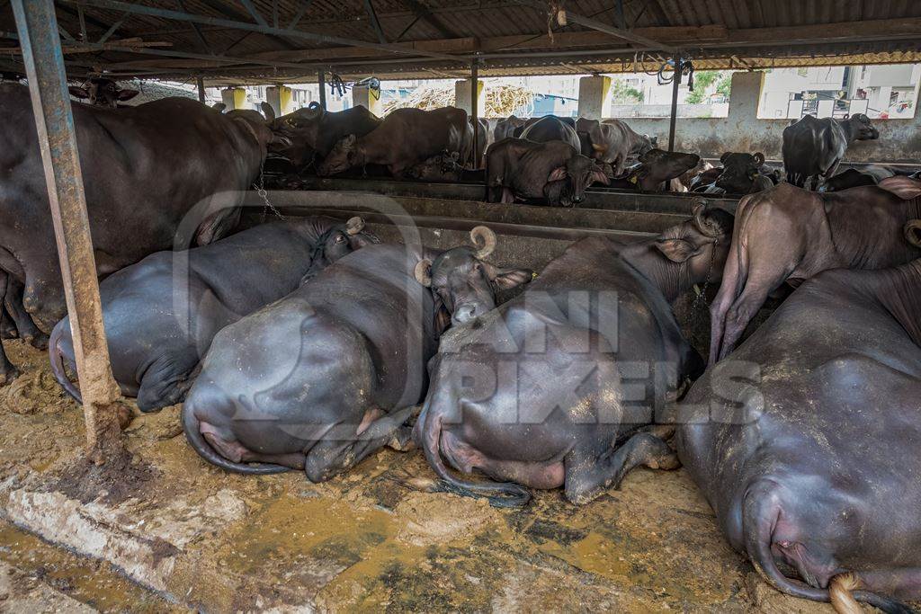 Indian buffaloes lying down and chained up on a dark and dirty urban dairy farm in a city in Maharashtra