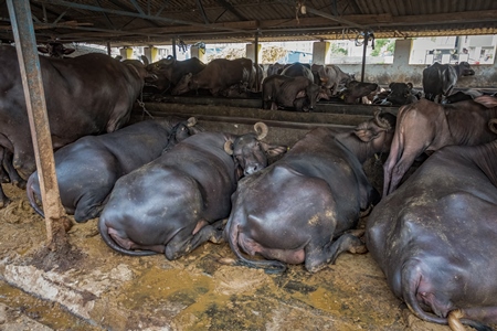 Indian buffaloes lying down and chained up on a dark and dirty urban dairy farm in a city in Maharashtra