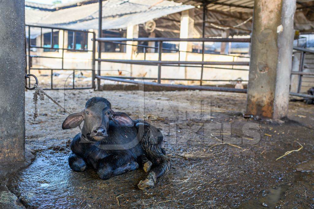Indian buffalo calf tied up away from the mother in a concrete shed on an urban dairy farm or tabela, Aarey milk colony, Mumbai, India, 2023