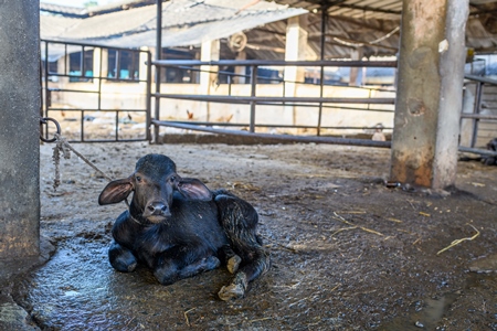 Indian buffalo calf tied up away from the mother in a concrete shed on an urban dairy farm or tabela, Aarey milk colony, Mumbai, India, 2023