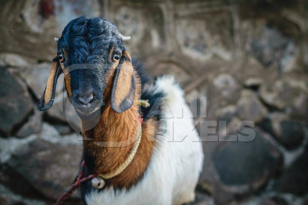 Brown and black baby goat tied up with grey background in an urban city
