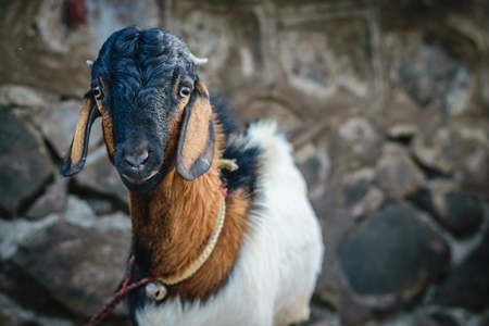 Brown and black baby goat tied up with grey background in an urban city