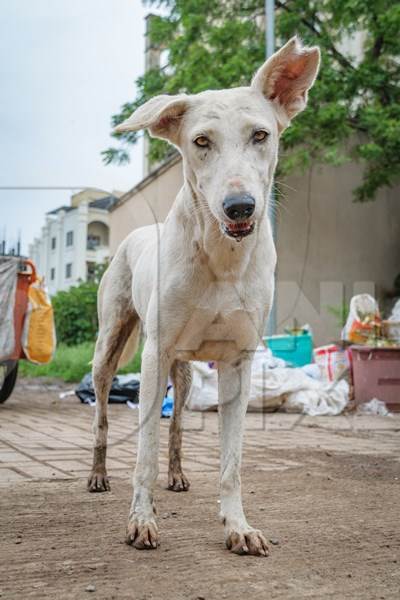 Large white neutered or sterilised street dog or stray with notched ear next to garbage or waste dump in urban city of Pune, India