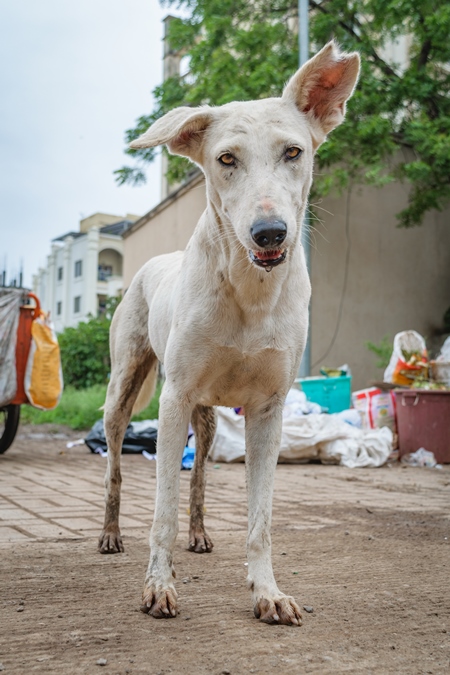 Large white neutered or sterilised street dog or stray with notched ear next to garbage or waste dump in urban city of Pune, India