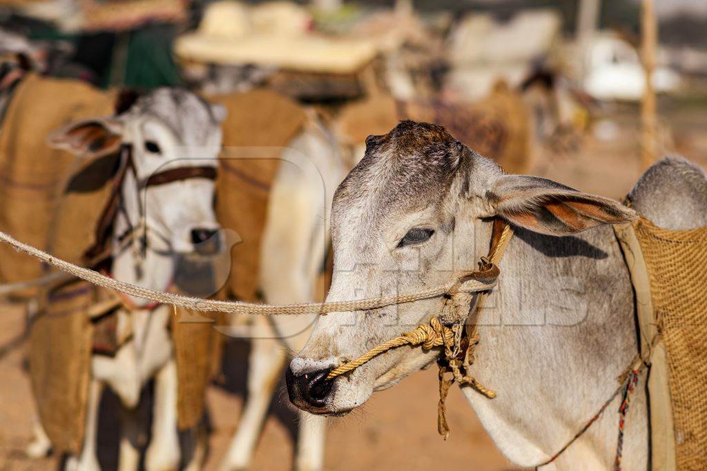 Indian cows or bullocks tied up with nose ropes and wearing blankets at Nagaur Cattle Fair, Nagaur, Rajasthan, India, 2022