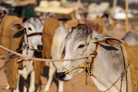 Indian cows or bullocks tied up with nose ropes and wearing blankets at Nagaur Cattle Fair, Nagaur, Rajasthan, India, 2022