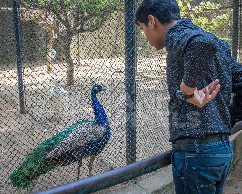 Tourists watching captive peacock in an enclosure at Patna zoo in Bihar