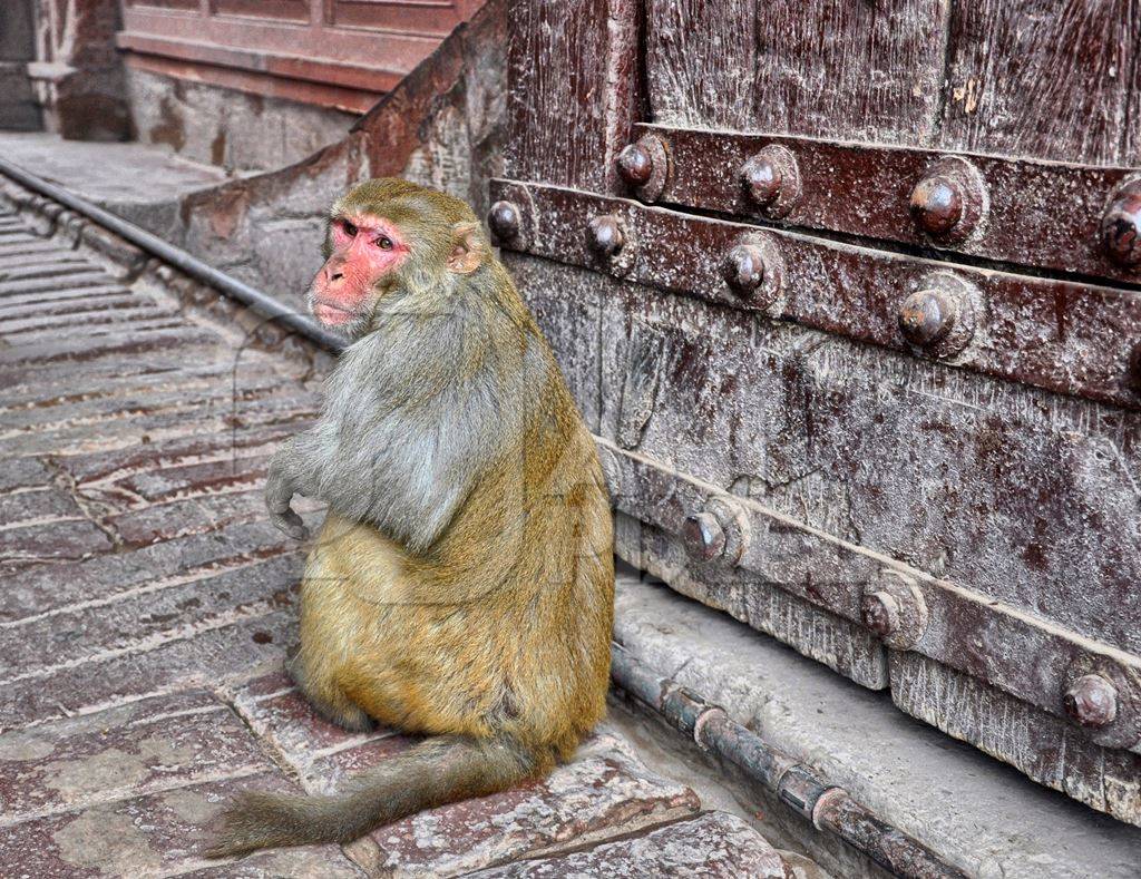 Macaque monkey sitting at the Red Fort, Agra