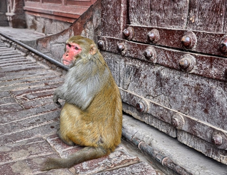 Macaque monkey sitting at the Red Fort, Agra