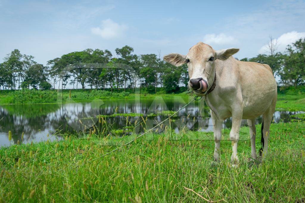 Working Indian bullock used for ploughing fields on farm in rural Assam, in Northeastern India