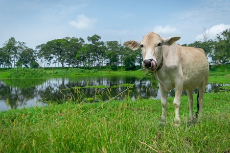 Working Indian bullock used for ploughing fields on farm in rural Assam, in Northeastern India