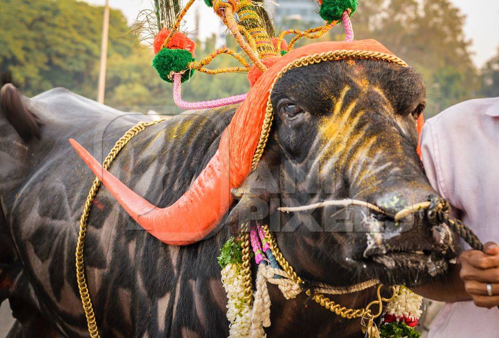 Decorated and colourful buffalo with large orange horns for local religious festival with man walking through street