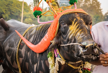 Decorated and colourful buffalo with large orange horns for local religious festival with man walking through street