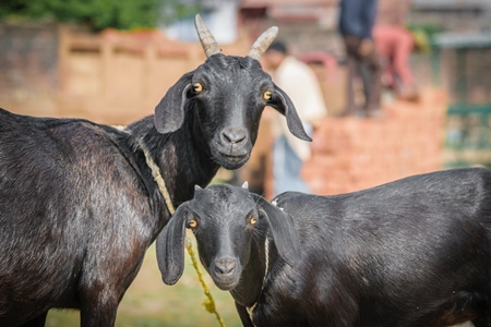 Two black goats mother and baby goat in a village in rural Bihar