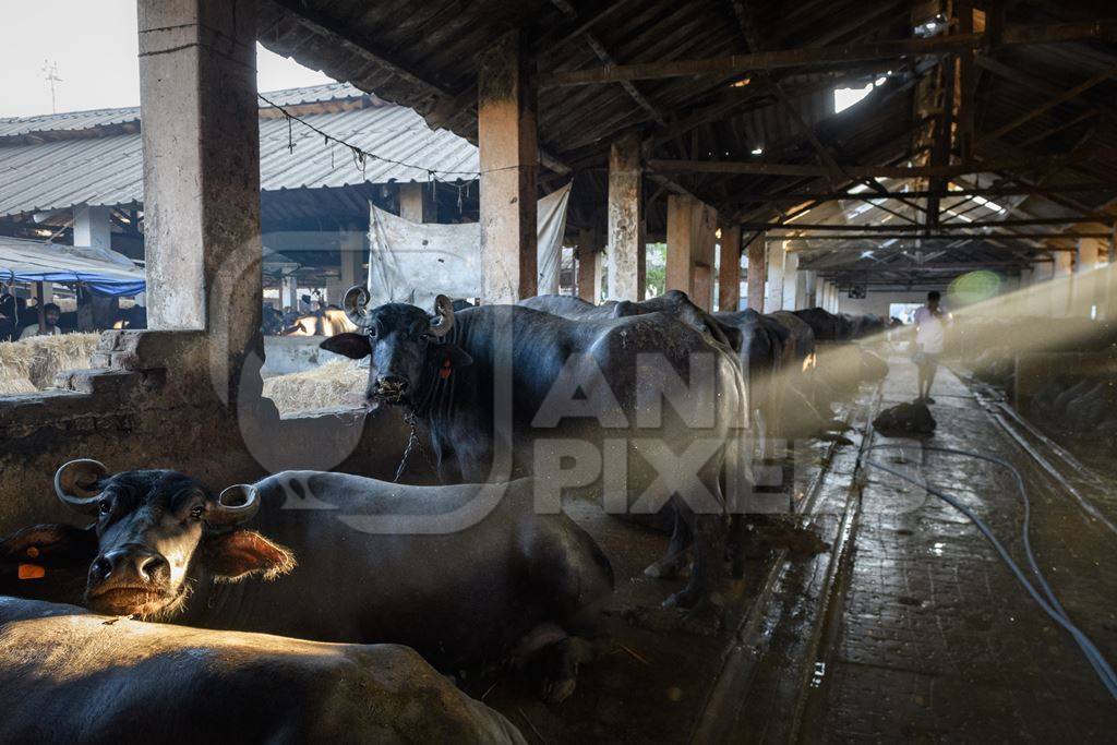 Farmed Indian buffaloes chained up inside a huge concrete shed on an urban dairy farm or tabela, Aarey milk colony, Mumbai, India, 2023