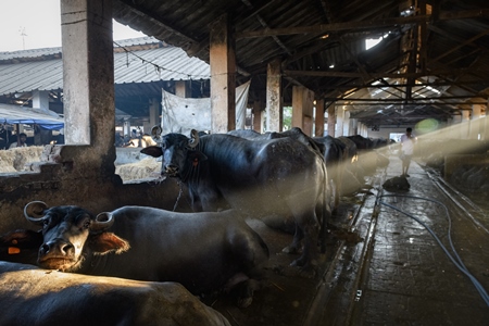 Farmed Indian buffaloes chained up inside a huge concrete shed on an urban dairy farm or tabela, Aarey milk colony, Mumbai, India, 2023
