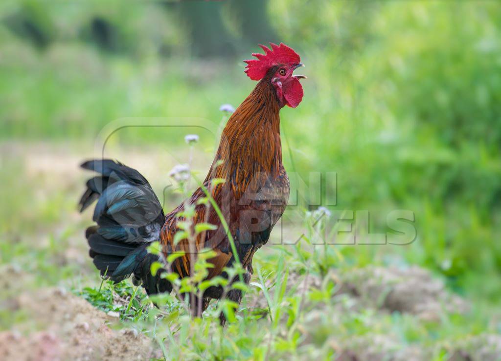 Cockerel crowing in a field with green background