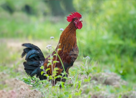 Cockerel crowing in a field with green background