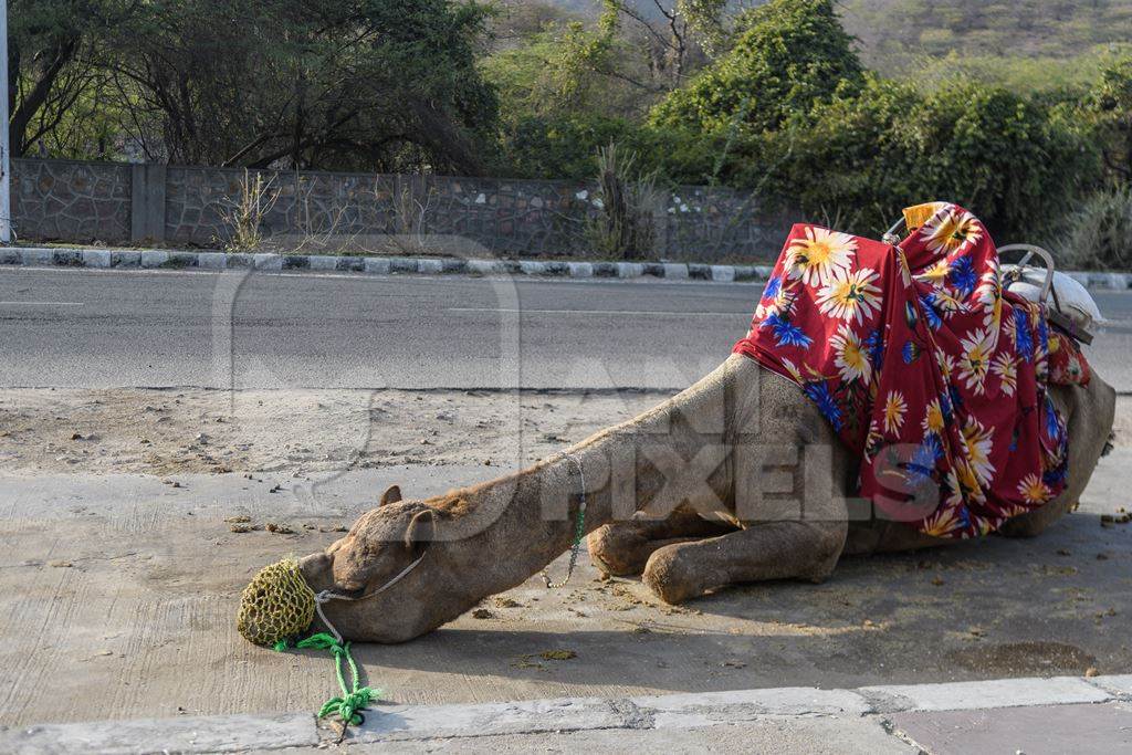 Sitting Indian camel with saddle used for animal rides for tourists, Jaipur, India, 2022