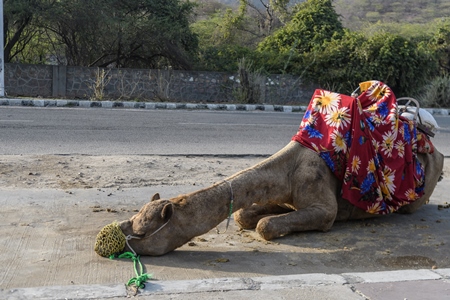 Sitting Indian camel with saddle used for animal rides for tourists, Jaipur, India, 2022