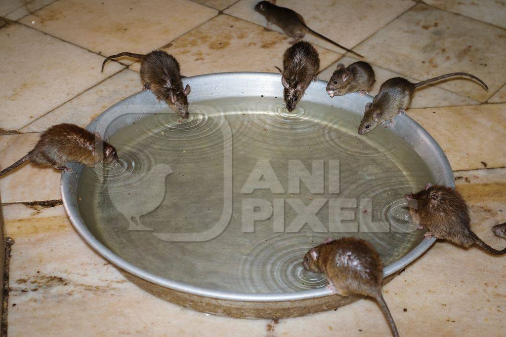 A group of brown rats drinking at a water bowl at the Karni Mata holy rat temple