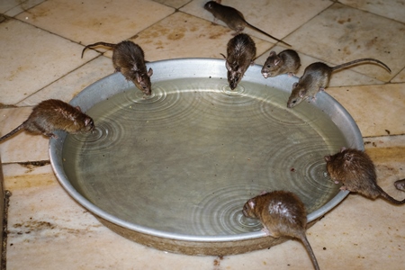 A group of brown rats drinking at a water bowl at the Karni Mata holy rat temple