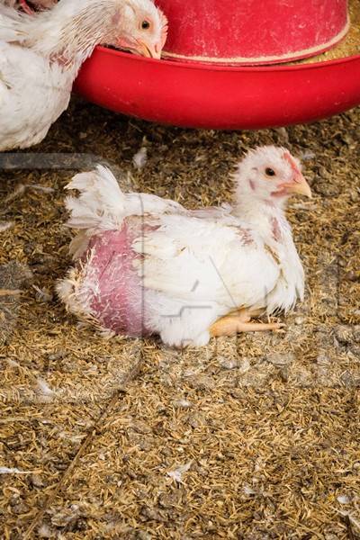 White broiler chickens raised for meat on a large poultry broiler farm in Maharashtra in India