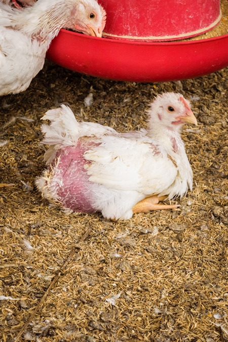 White broiler chickens raised for meat on a large poultry broiler farm in Maharashtra in India