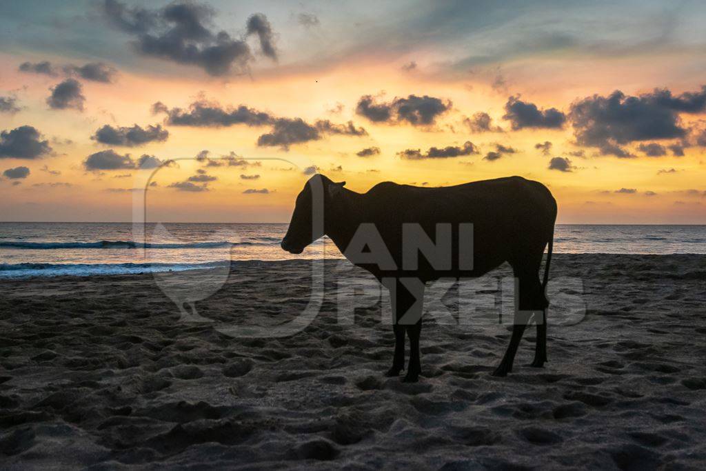 Dark silhouette of  cows on the beach at sunset in Goa, India