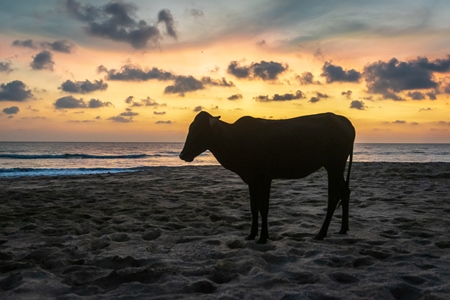 Dark silhouette of  cows on the beach at sunset in Goa, India
