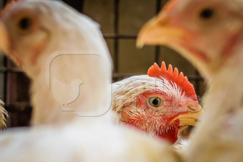 Broiler chickens packed into a cage at a chicken shop