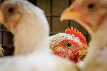 Broiler chickens packed into a cage at a chicken shop