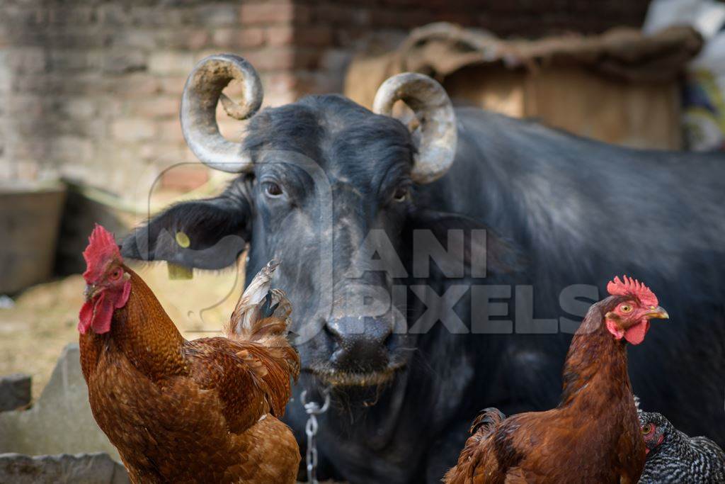 Buffalo and chickens or hens on a small urban farm in the city of Jaipur, India, 2022