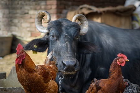 Buffalo and chickens or hens on a small urban farm in the city of Jaipur, India, 2022