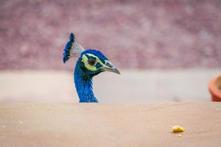 Photo of head of beautiful blue Indian peacock bird, national bird of India in Bikaner in Rajasthan in India