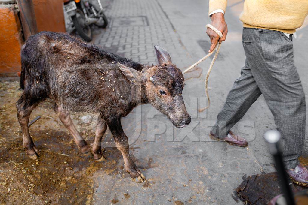 Indian dairy buffalo calf being dragged away from her mother on an urban tabela, Pune, Maharashtra, India, 2024