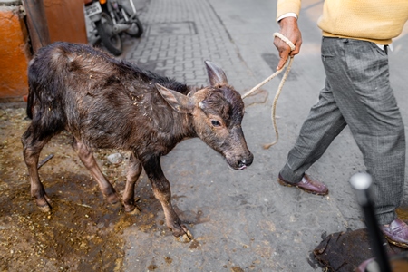 Indian dairy buffalo calf being dragged away from her mother on an urban tabela, Pune, Maharashtra, India, 2024