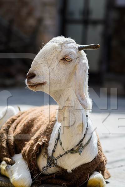 Indian goat wearing a sack tied up in the street in the urban city of Jaipur, India, 2022