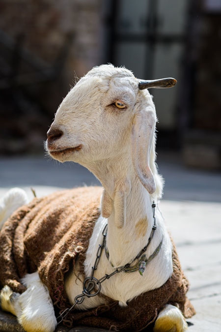 Indian goat wearing a sack tied up in the street in the urban city of Jaipur, India, 2022