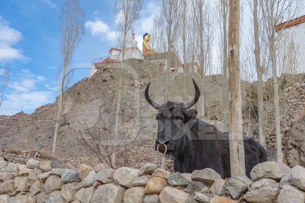 Large bull probably a Yak and cow hybrid animal called Dzo (male) on a farm in the mountains of Ladakh, in the Himalayas, India